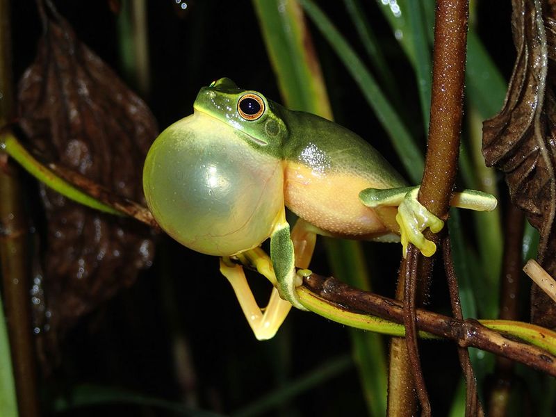 Frogs Croaking Louder