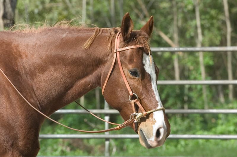 Horses Need Bit Control For Safety
