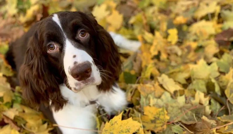 English Springer Spaniel