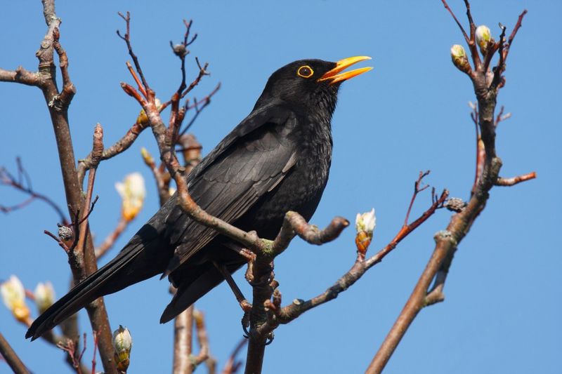 Blackbird