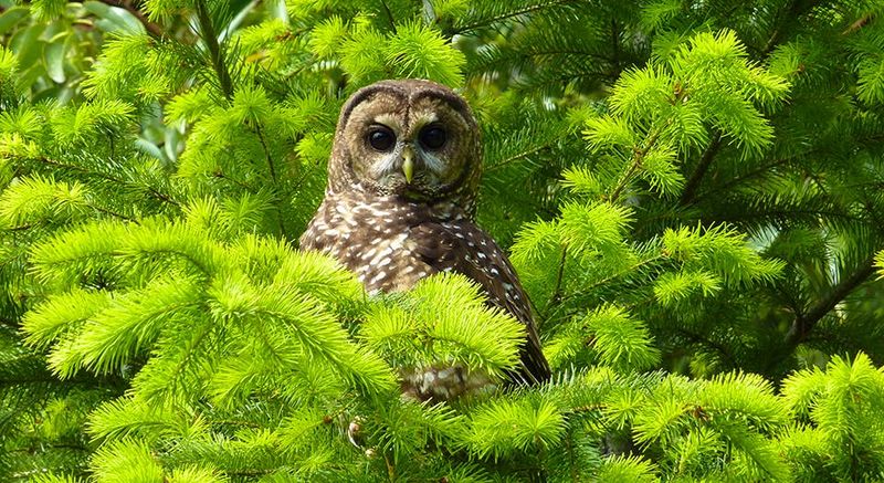 Spotted Owl