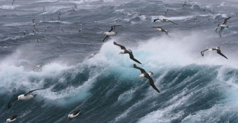 How Animals Find Their Way Home: 16 Amazing Navigation Tricks