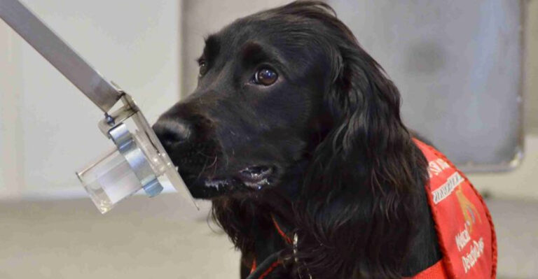 How Dogs Are Being Trained To Detect Disease In Humans?
