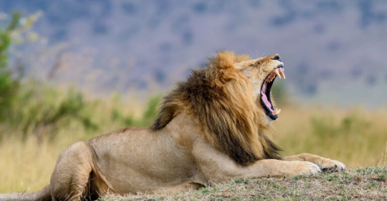 How Lion’s Roar Can Be Heard 5 Miles Away