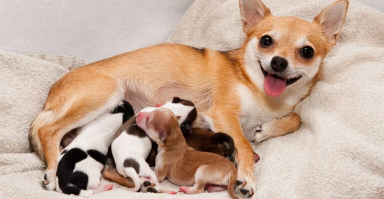 How Long Are Dogs Pregnant? Your Guide To Expecting Puppies