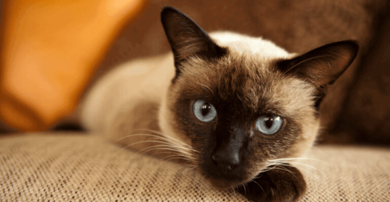 How Long Do Siamese Cats Live?
