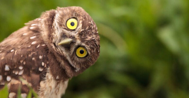 How Long Do Wild Birds Live? Everything You Need To Know About Bird Lifespan