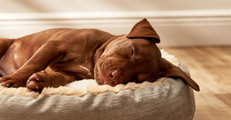 How Many Hours of Sleep Do Dogs Really Need Each Day?