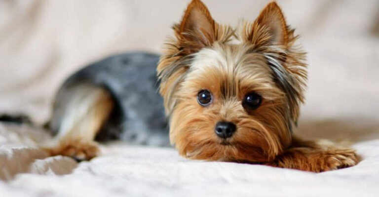 How Overbreeding Has Harmed These 18 Popular Dog Breeds