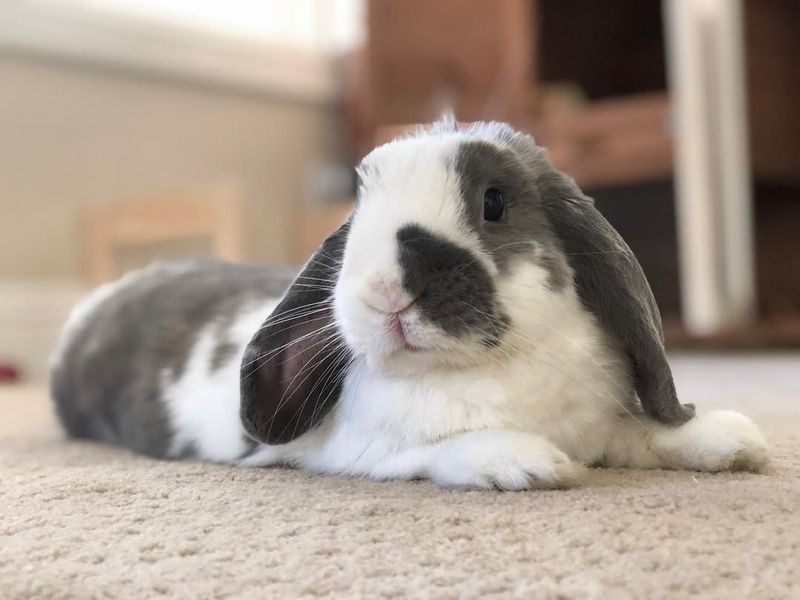 Pets’ Mental Health Benefits