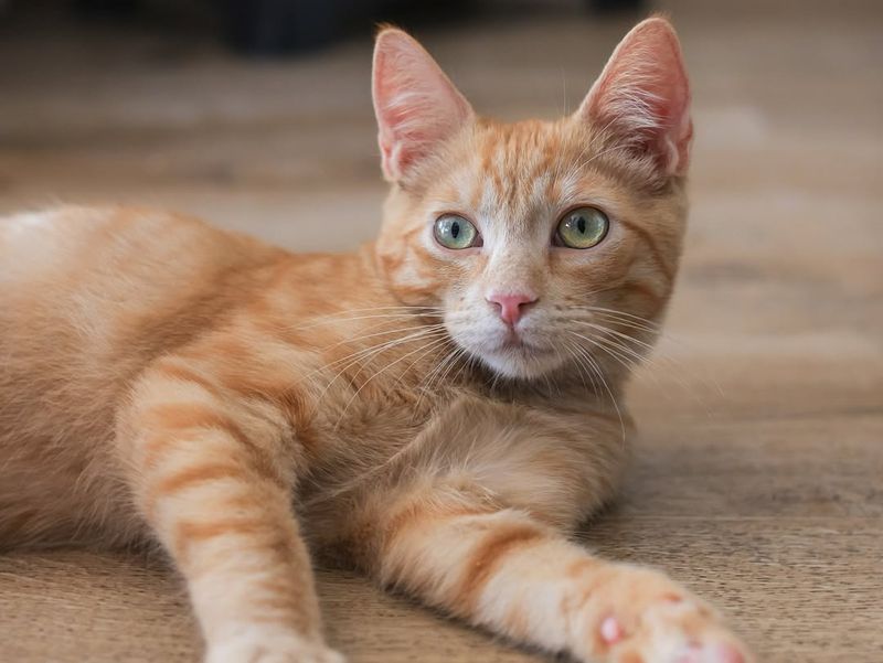 The Evolutionary Connection To Pets