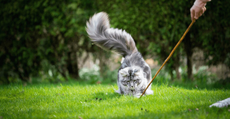 How To Discipline A Maine Coon Cat (15 Tips & Tricks)