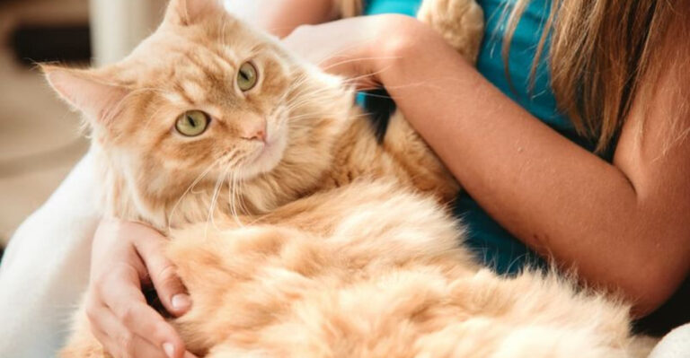 How To Help Your Cat Cope With A New Baby In The House