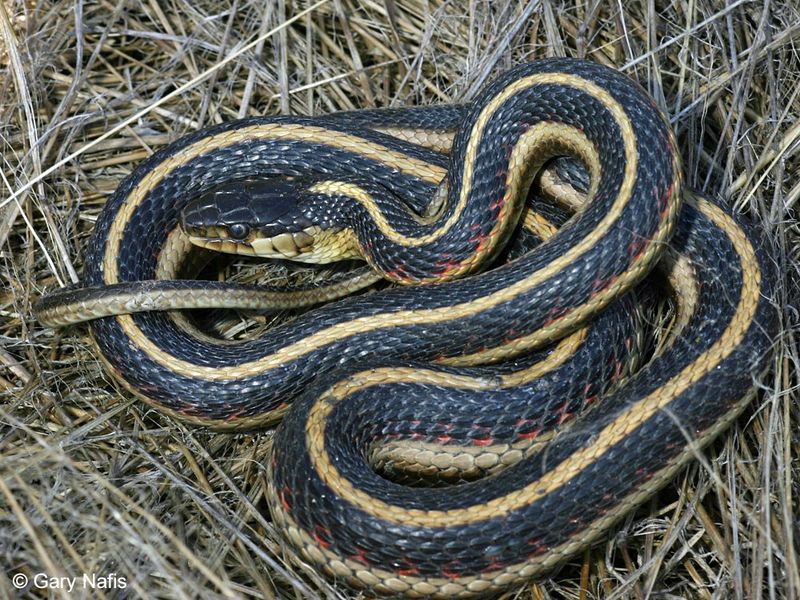 Garter Snake