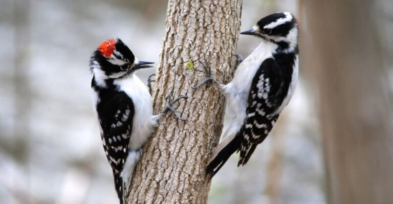 How To Identify A Downy Woodpecker