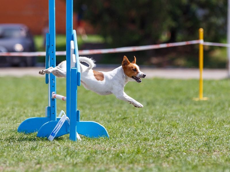 Agility Training