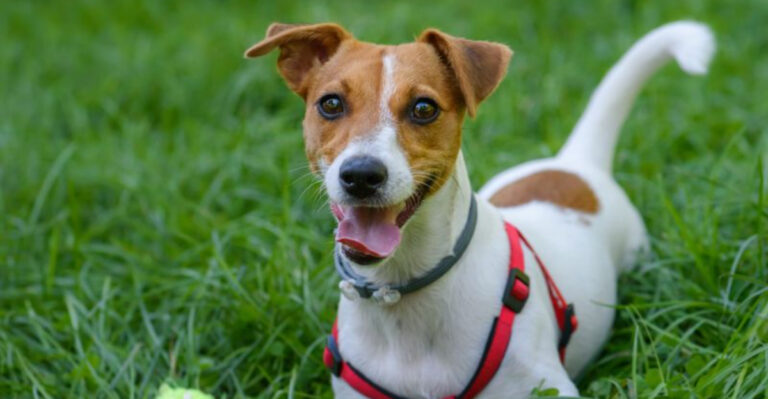 How To Keep A Jack Russell Mentally And Physically Fit