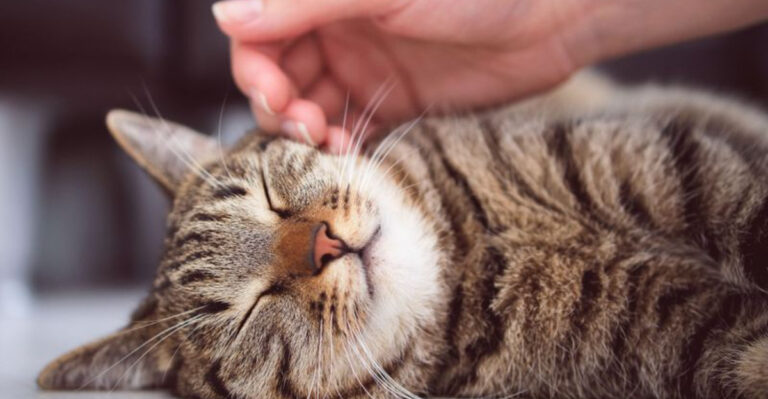 How To Make Your Cat Feel Safe After A Scare