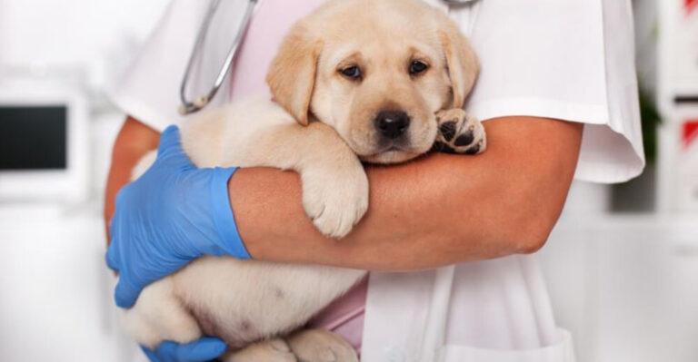 How To Prepare For Your Puppy’s First Vet Visit