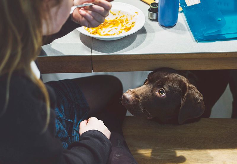 Feed Your Dog Before Family Meals
