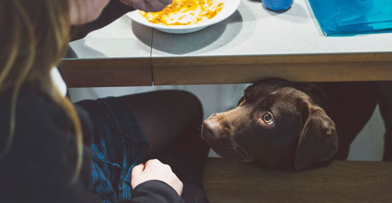 How To Stop Your Dog From Begging At The Table