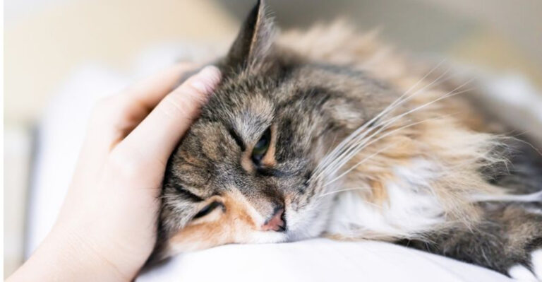 How To Support A Cat After A Major Life Disruption