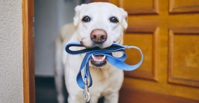 How To Wash Your Dog’s Collar Properly