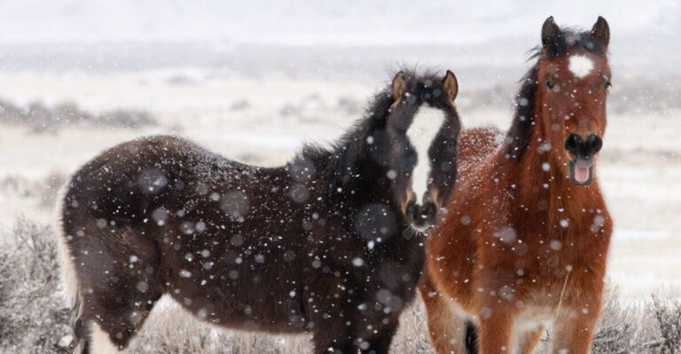 How Wild Horses Survive Harsh Winters Without Human Help
