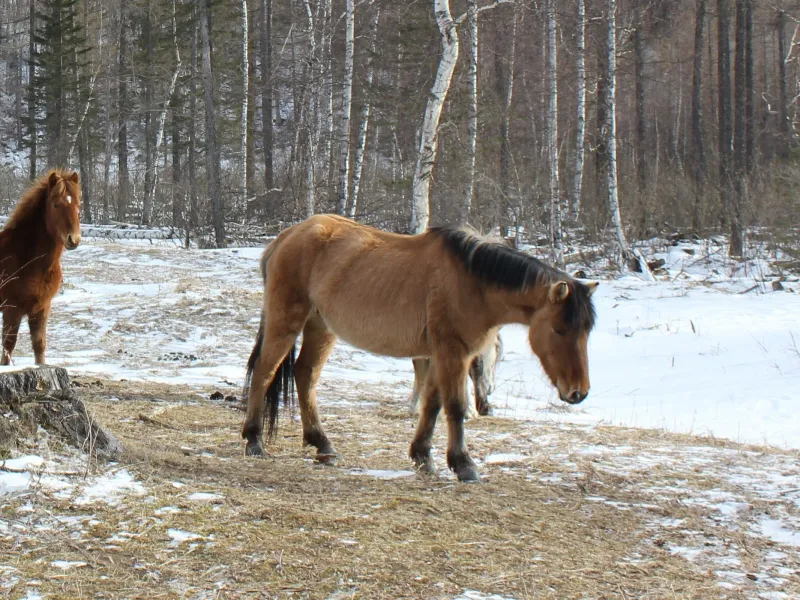 Thick Winter Coat