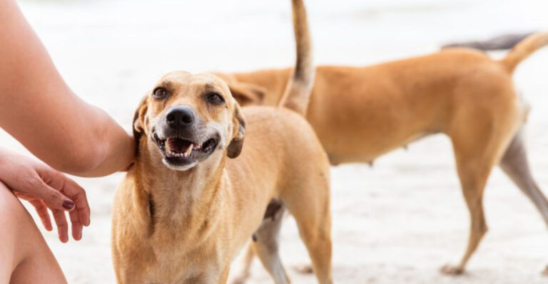 How Your Pet Reads Your Feelings: 15 Animal Super Senses Explained