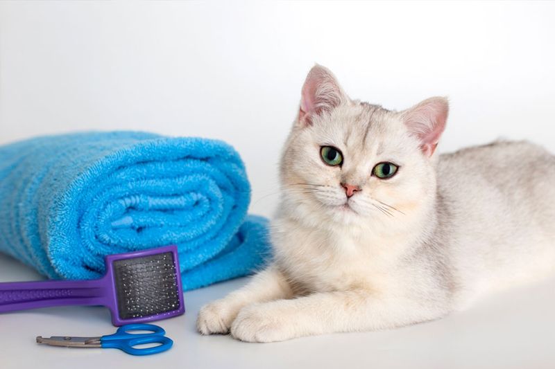 Professional Grooming For Special Cases