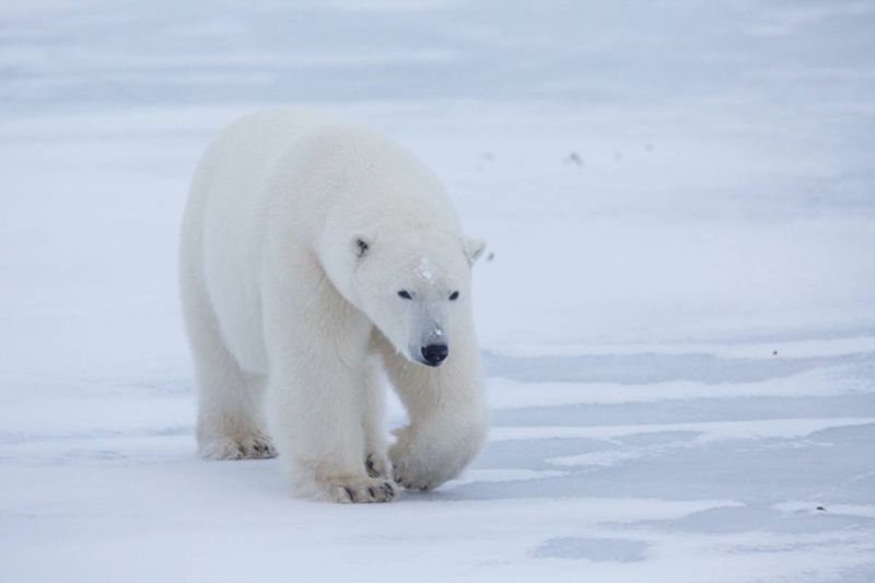 Polar Bear