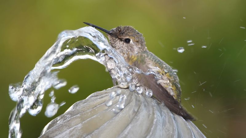 Water Features