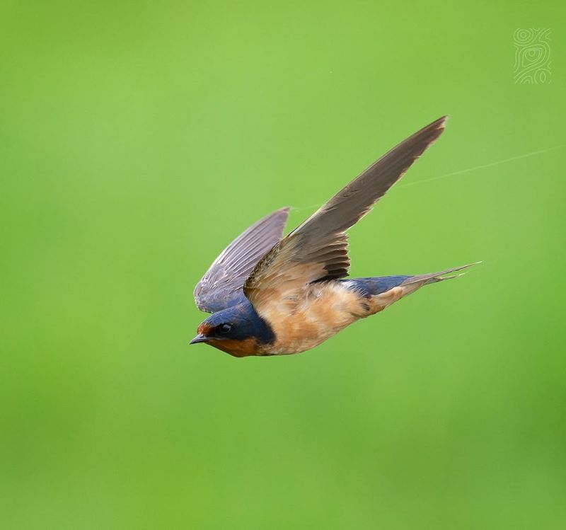 Barn Swallow