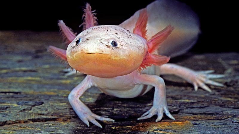 Axolotl