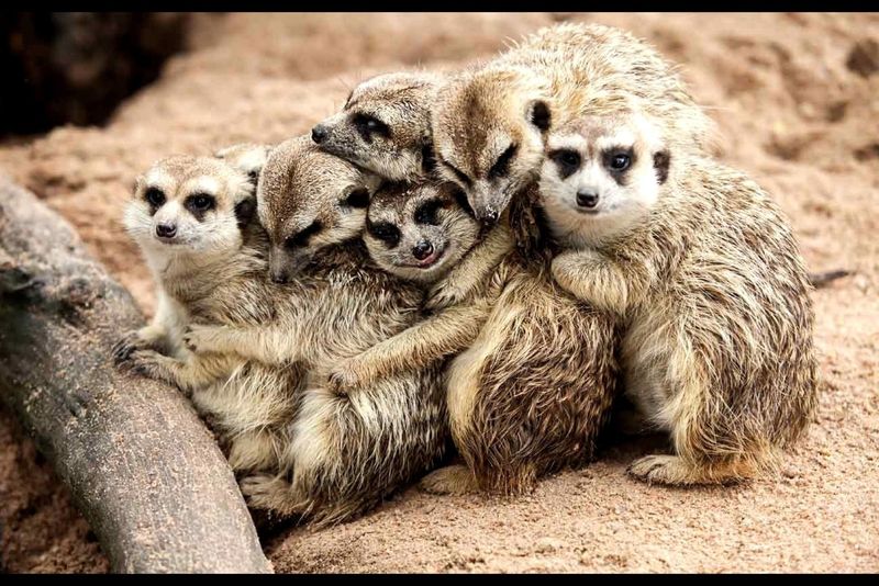 Meerkats