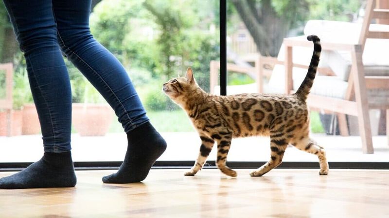 Curiosity Amplified