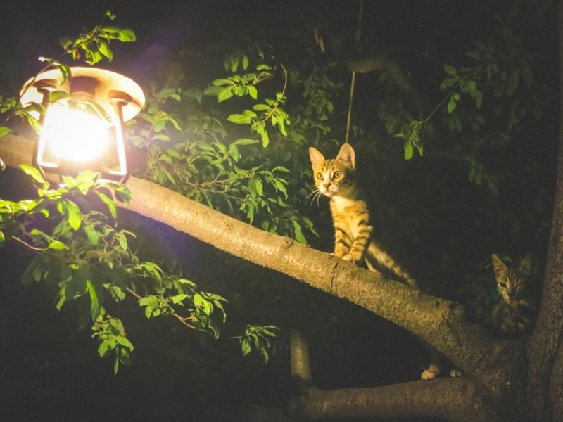 Feline Curiosity