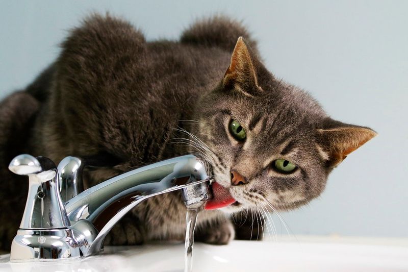 Thirsty Whiskers