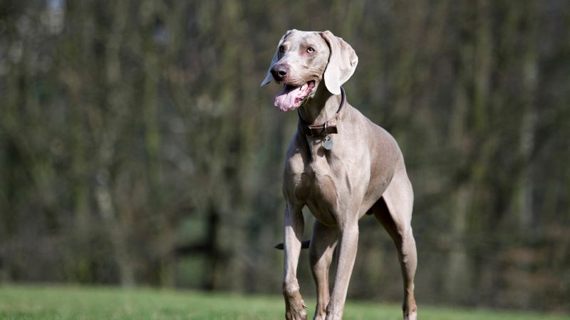 Weimaraner