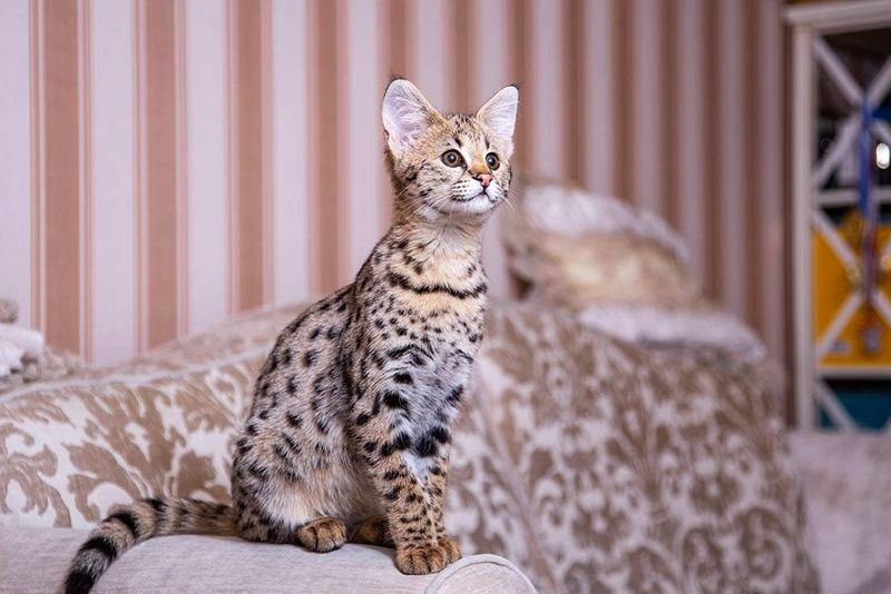 Savannah Cat