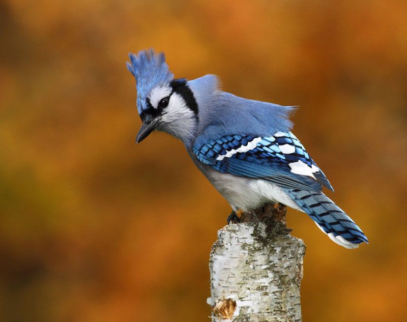 Blue Jay