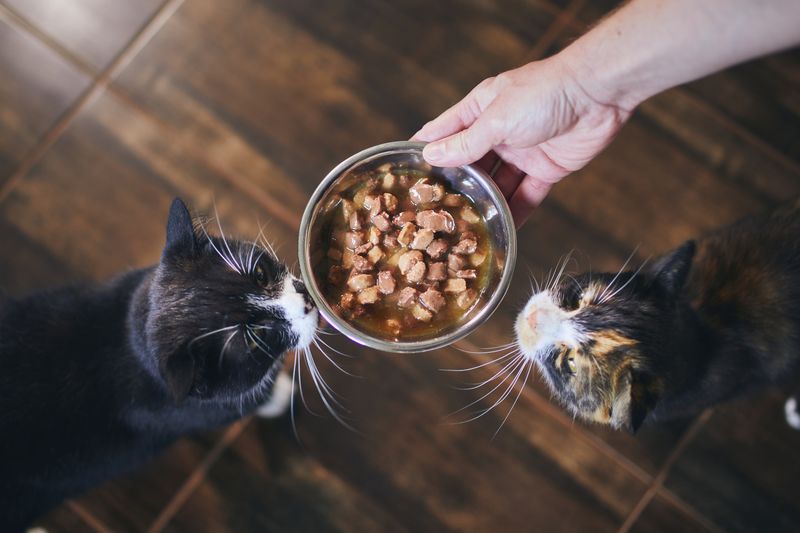 Switch To Wet Food