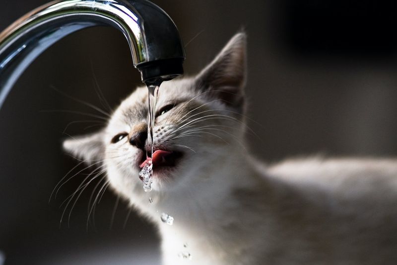 Syringe Hydration For Emergencies