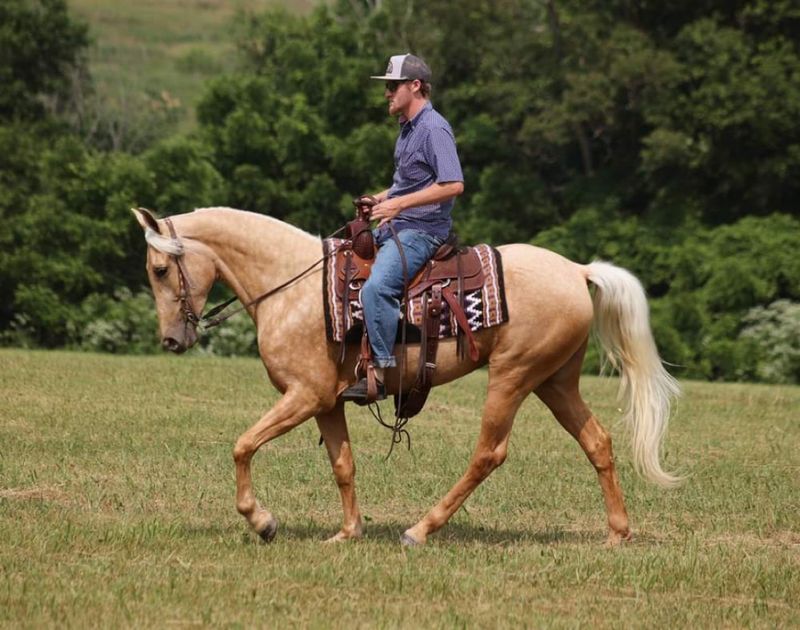 Tennessee Walking Horse