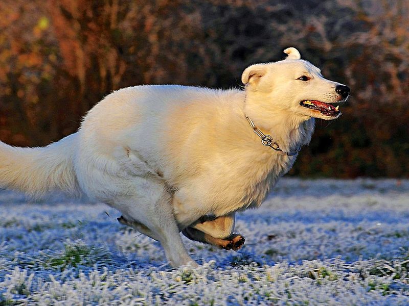 Montana - Kuvasz