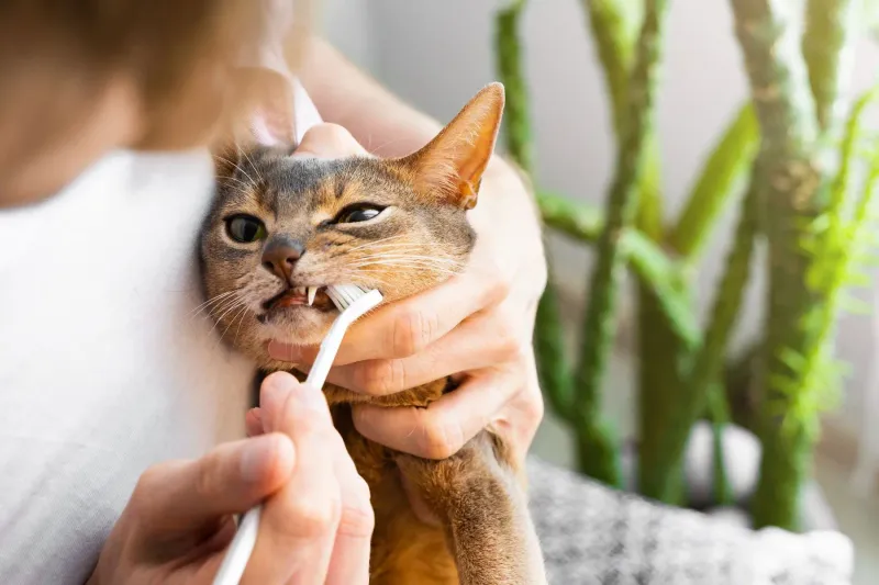 Skipping Dental Care