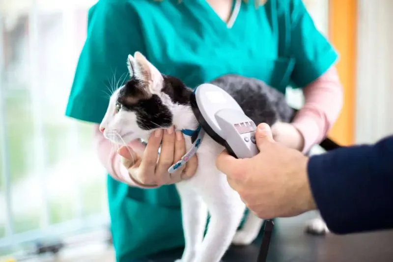 Neglecting To Microchip