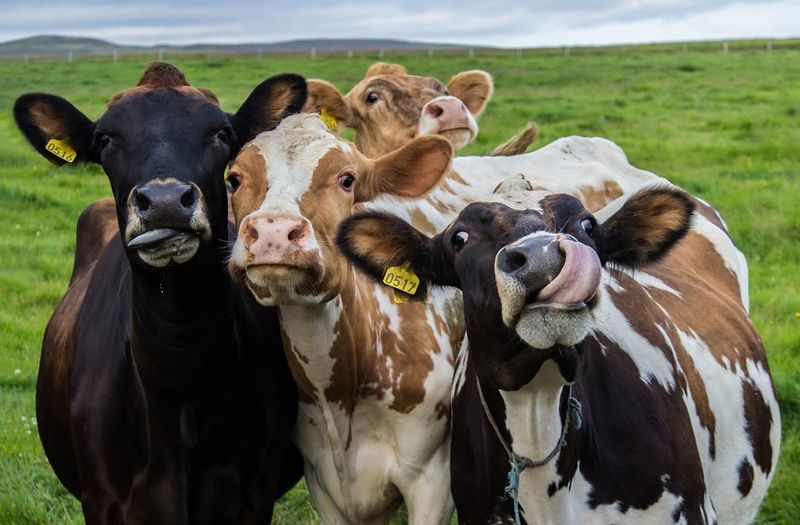 Maintaining Farm Records