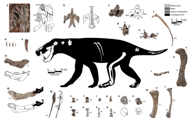 The Importance Of Fossil Discoveries In Rewriting Prehistoric History​